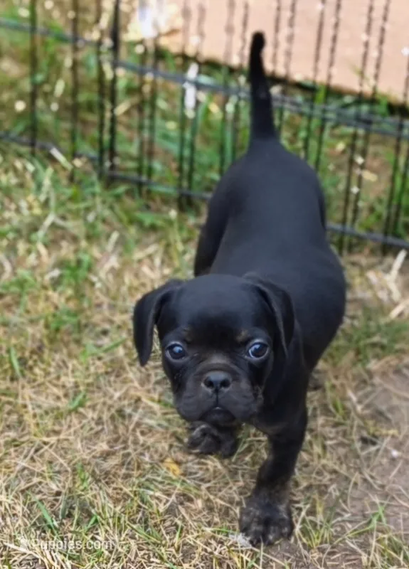 Saleen – French Bulldog, Pug puppy for sale in Westfield, WI