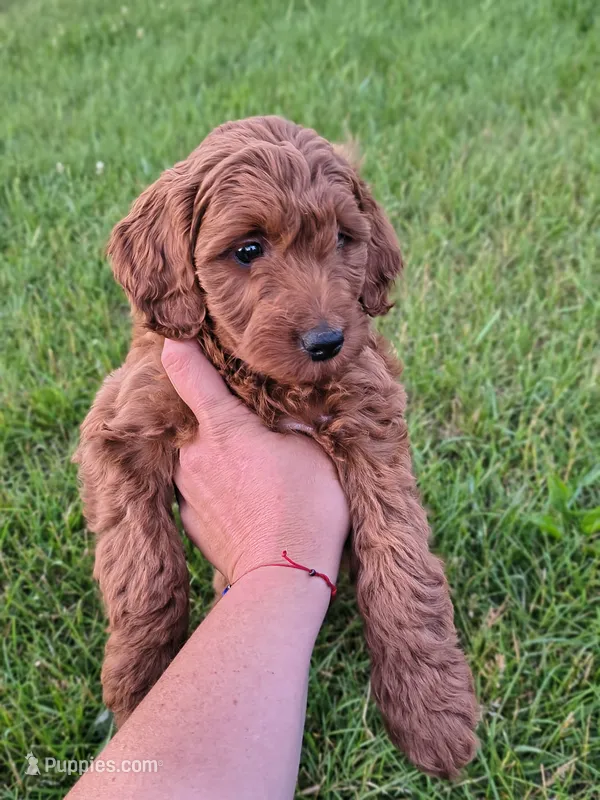 Teddy – Miniature Goldendoodle puppy for sale in Westfield, WI