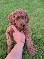 Teddy, a male Miniature Goldendoodle for sale in Westfield, WI – 1 of 2