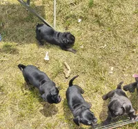 Astro, a male French Bulldog and Pug for sale in Westfield, WI – 4 of 4