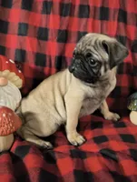 Alvin, a male Pug for sale in Westfield, WI – 2 of 3