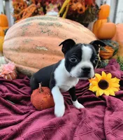Lancelot, a male Boston Terrier for sale in Oxford, WI – 2 of 2