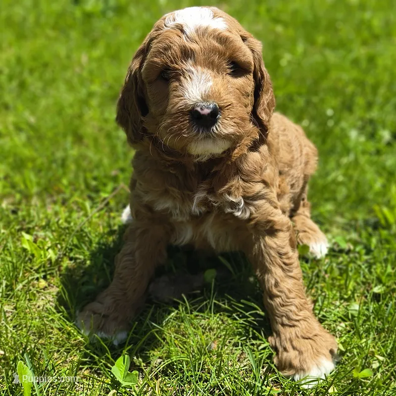 Mack – Miniature Goldendoodle puppy for sale in Westfield, WI