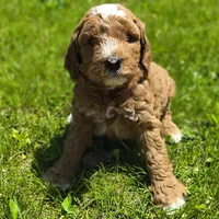 Mack, a male Miniature Goldendoodle for sale in Westfield, WI – 1 of 3