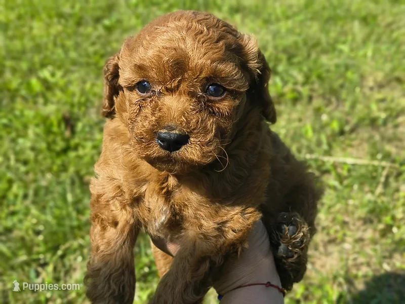 Lily – Miniature Goldendoodle puppy for sale in Oxford, WI