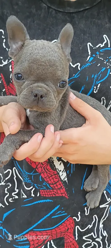 Wall-E – Frenchton puppy for sale in Oxford, WI