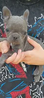 Wall-E, a male Frenchton for sale in Oxford, WI – 1 of 1