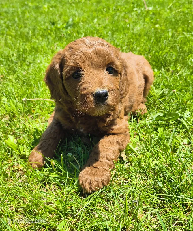 Penny – Miniature Goldendoodle puppy for sale in Westfield, WI