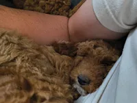 Camilla , a female Miniature Goldendoodle for sale in Westfield, WI – 3 of 3
