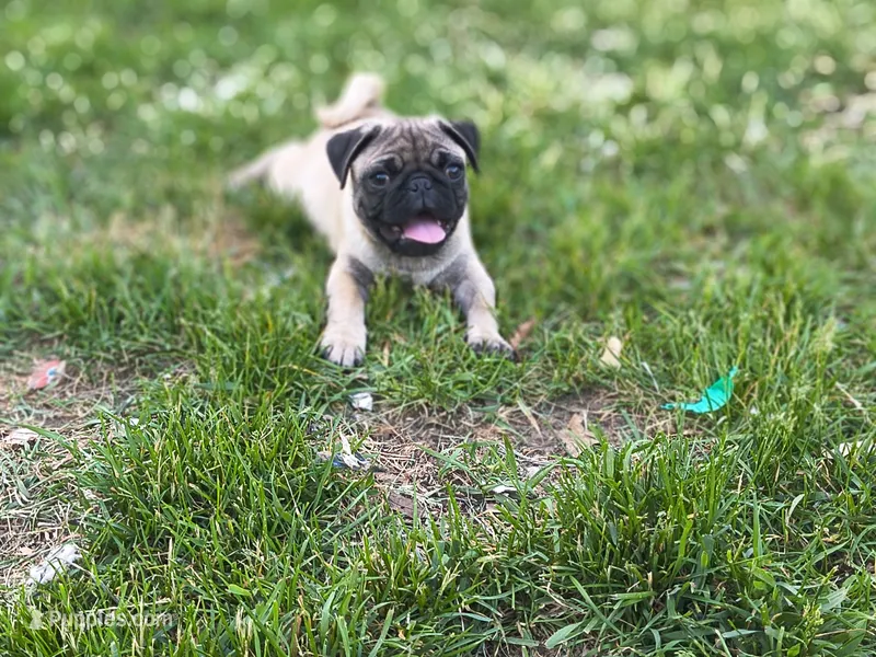 Theodore  – Pug puppy for sale in Westfield, WI
