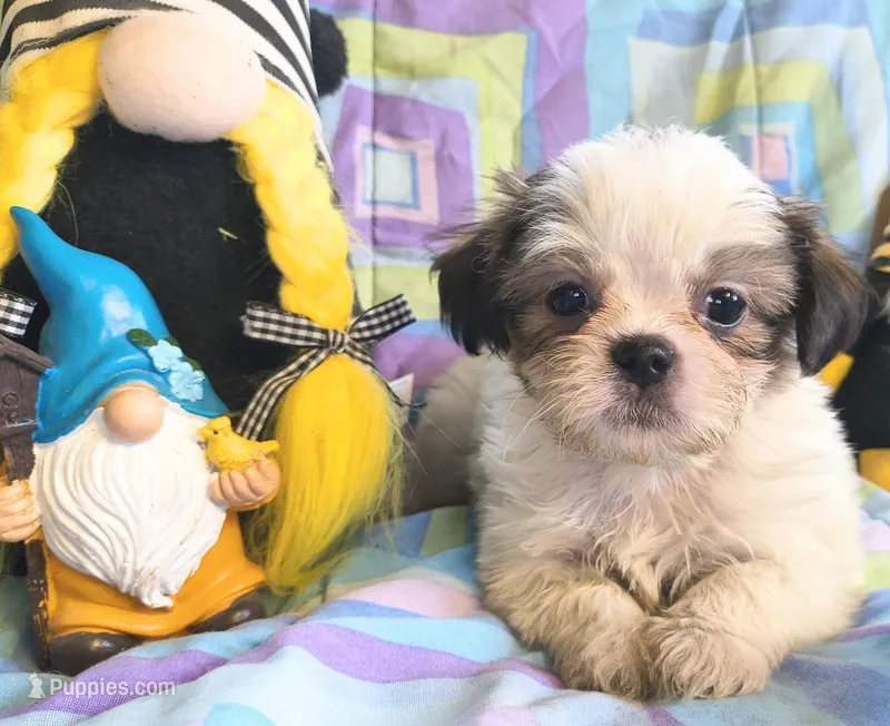 Quinton , a male Shih Tzu for sale in Westfield, WI – 1 of 2