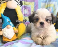 Quinton , a male Shih Tzu for sale in Westfield, WI – 1 of 2