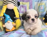 Quinton , a male Shih Tzu for sale in Westfield, WI – 2 of 2