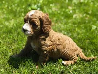 Poppy, a female Miniature Goldendoodle for sale in Westfield, WI – 2 of 2