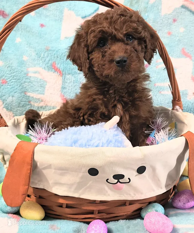 Prince – Goldendoodle puppy for sale in Westfield, WI