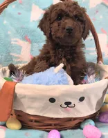 Prince, a male Goldendoodle for sale in Westfield, WI – Photo 2 of 2