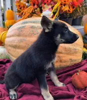 Ariel, a female German Shepherd Dog for sale in Oxford, WI – 2 of 2