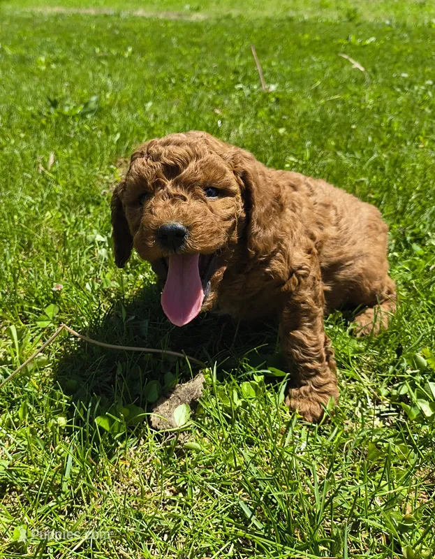 Jake – Miniature Goldendoodle puppy for sale in Westfield, WI