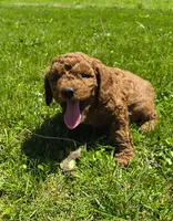 Jake, a male Miniature Goldendoodle for sale in Westfield, WI – 1 of 3