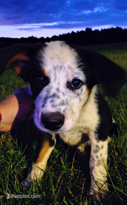Gypsy – Australian Cattle Dog, Bernese Mountain Dog puppy for sale in Westfield, WI