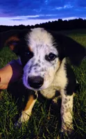 Gypsy, a female Australian Cattle Dog and Bernese Mountain Dog for sale in Westfield, WI – 1 of 1