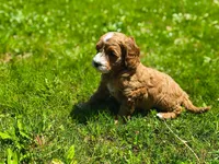 Poppy, a female Miniature Goldendoodle for sale in Westfield, WI – 2 of 2