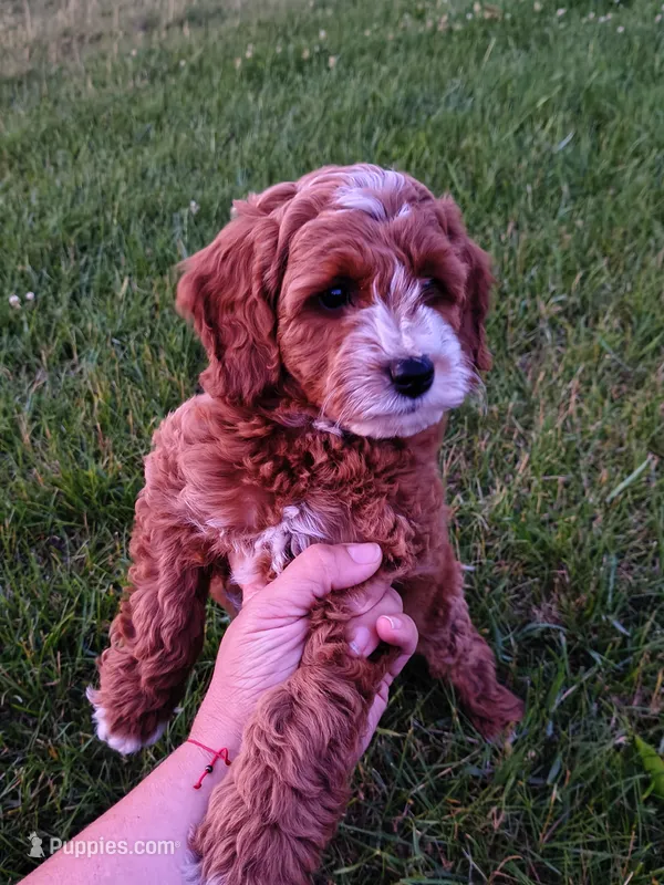 Polly – Miniature Goldendoodle puppy for sale in Westfield, WI