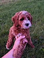 Polly, a female Miniature Goldendoodle for sale in Westfield, WI – 1 of 1