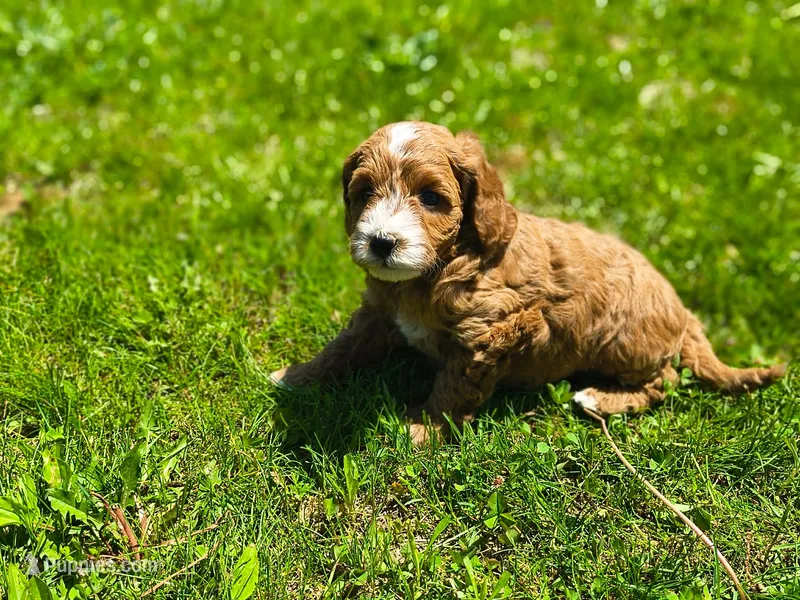 Poppy – Miniature Goldendoodle puppy for sale in Westfield, WI