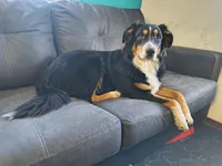 Roxy, a female Australian Shepherd and Bernese Mountain Dog for sale in Westfield, WI – Photo 1 of 2