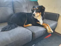 Roxy, a female Australian Shepherd and Bernese Mountain Dog for sale in Westfield, WI – Photo 2 of 2