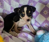 Bella, a female Rat Terrier and Chihuahua for sale in Westfield, WI – Photo 2 of 2