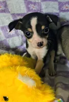Bella, a female Rat Terrier and Chihuahua for sale in Westfield, WI – Photo 1 of 2