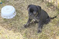 Astro, a male French Bulldog and Pug for sale in Westfield, WI – 2 of 4