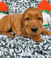 Ember, a female Irish Setter for sale in Westfield, WI – 3 of 3