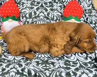 Ember, a female Irish Setter for sale in Westfield, WI – 2 of 3
