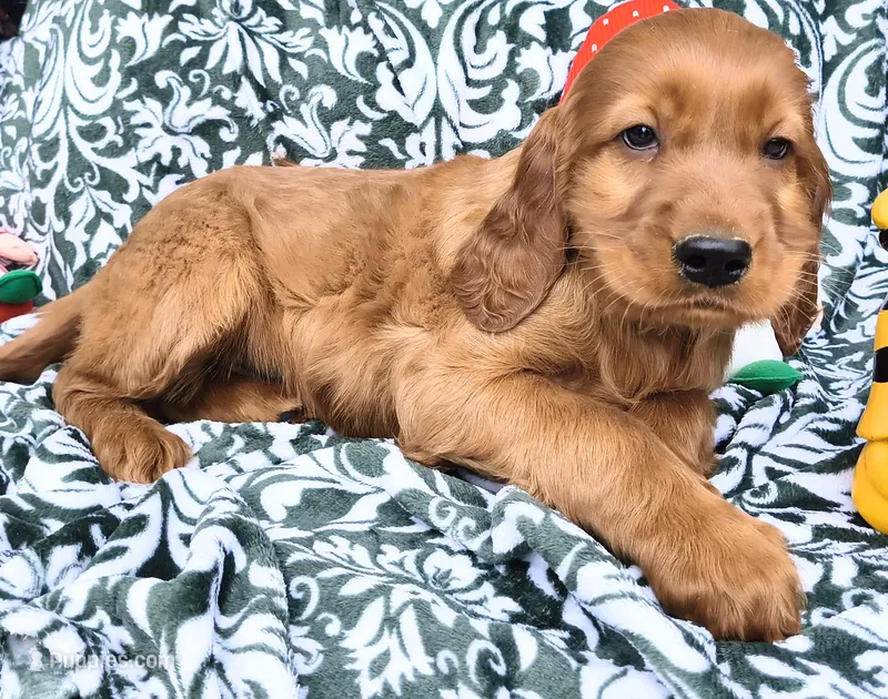 Ember – Irish Setter puppy for sale in Westfield, WI
