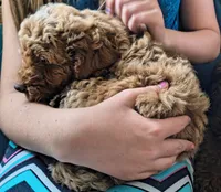 Camilla , a female Miniature Goldendoodle for sale in Westfield, WI – 2 of 3