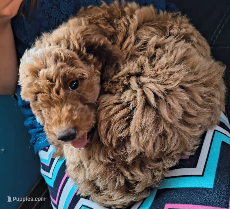Camilla  – Miniature Goldendoodle puppy for sale in Westfield, WI