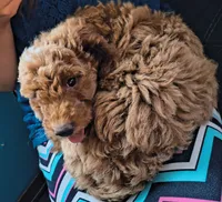 Camilla , a female Miniature Goldendoodle for sale in Westfield, WI – 1 of 3