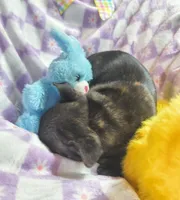 Daphne, a female Frenchton for sale in Westfield, WI – Photo 2 of 4