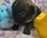 Daphne, a female Frenchton for sale in Westfield, WI – Photo 1 of 4