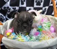 Daphne, a female Boston Terrier and French Bulldog for sale in Westfield, WI – Photo 2 of 2