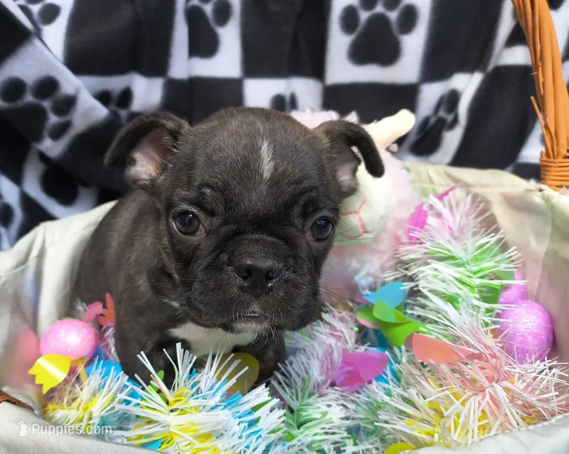 Daphne – Frenchton puppy for sale in Westfield, WI