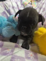 Daphne, a female Frenchton for sale in Westfield, WI – Photo 4 of 4