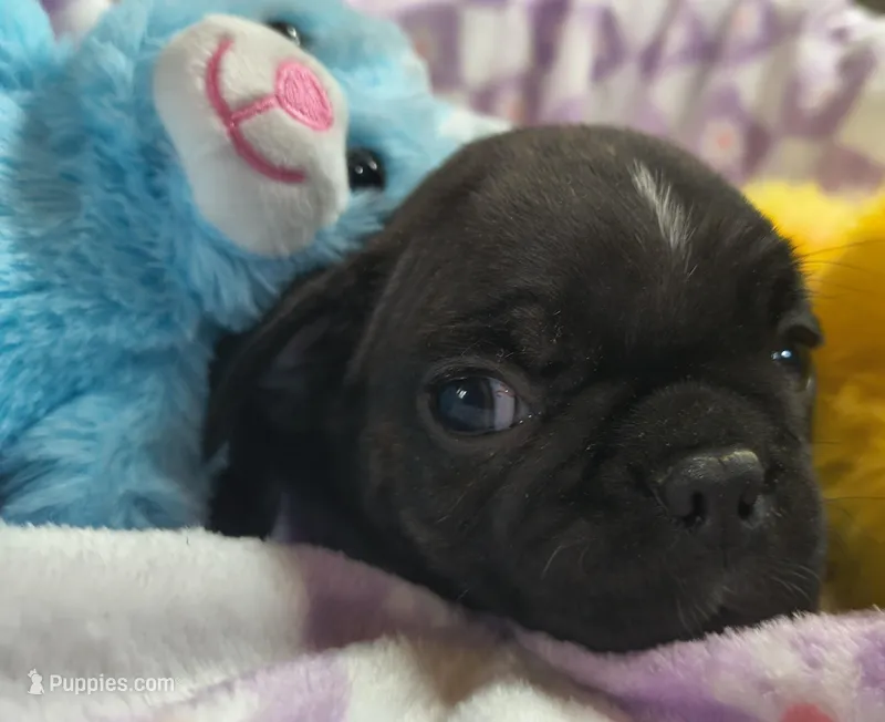 Daphne – Frenchton puppy for sale in Westfield, WI