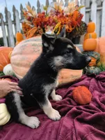 Caspian , a male German Shepherd Dog for sale in Oxford, WI – 2 of 2