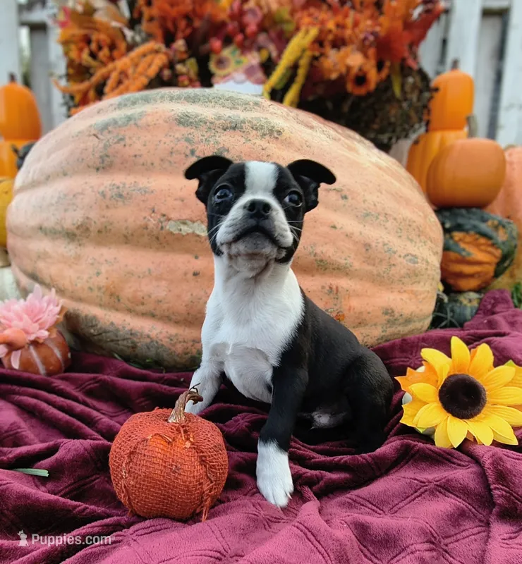 Lancelot – Boston Terrier puppy for sale in Oxford, WI