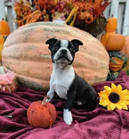Lancelot, a male Boston Terrier for sale in Oxford, WI – 1 of 2