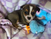 Tito , a male Rat Terrier and Chihuahua for sale in Westfield, WI – Photo 1 of 3